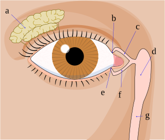https://upload.wikimedia.org/wikipedia/commons/thumb/d/d2/Tear_system.svg/330px-Tear_system.svg.png